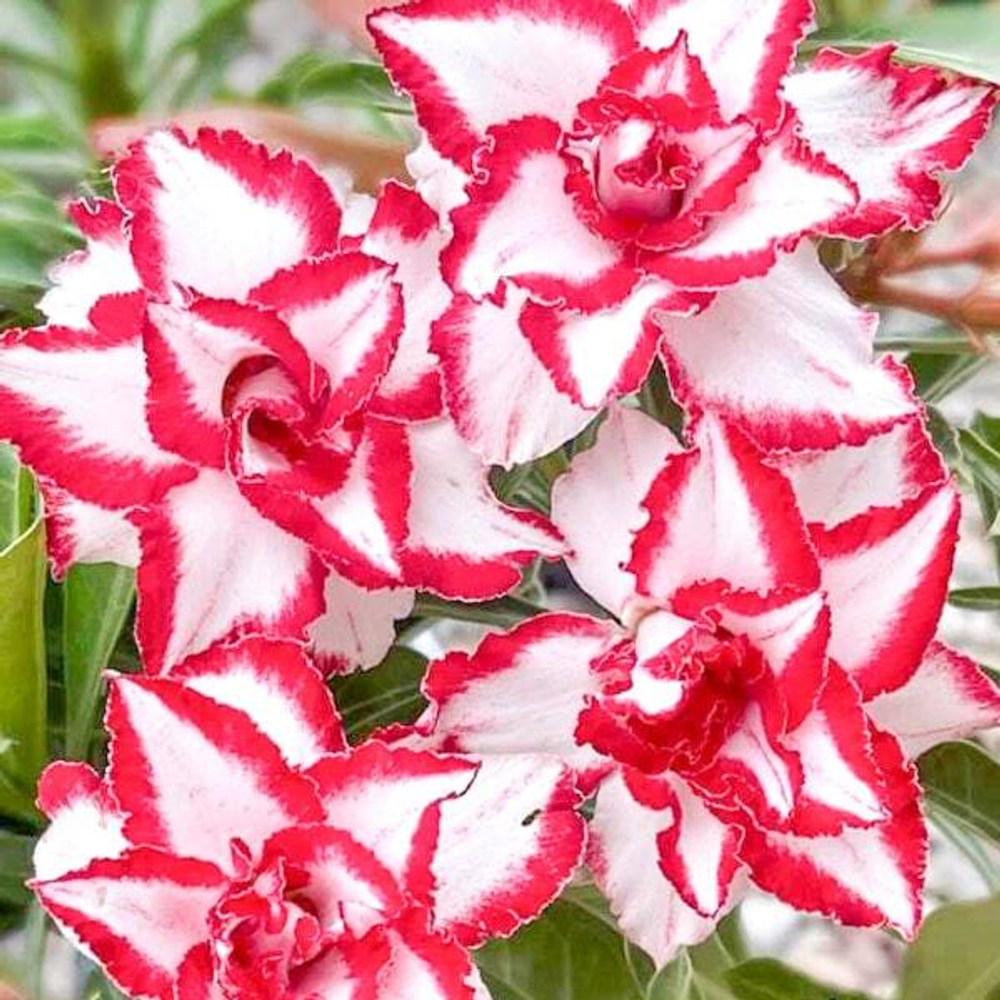 Адениум FERRARI