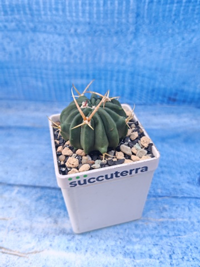 Stenocactus Coptonogonus (Стенокактус)