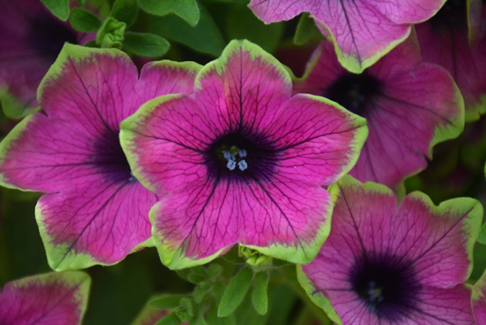 ЕВРО Петуния Tea Purple Green Edge укорененный черенок ОКС