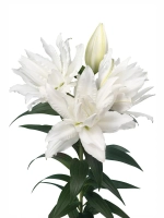 Лилия Пернилла (махровая серия «Роузлили»)