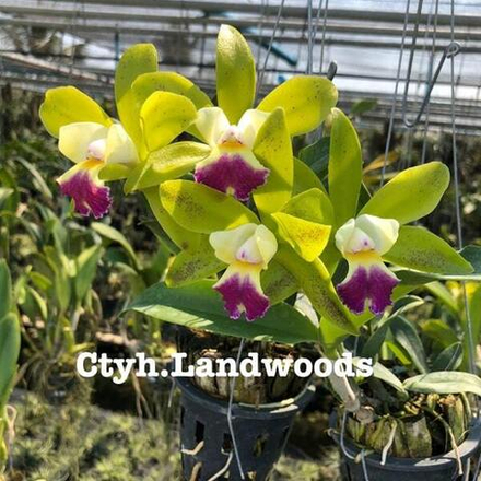 Орхидея каттлекея CTYH. LANDWOODS