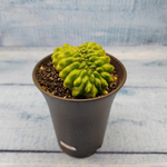 Gymnocalycium Spineless Crested form (Гимнокалициум Кристатный)