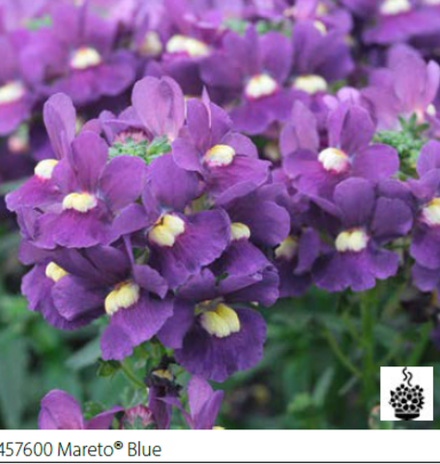 ЕВРО Немезия Mareto Blue укорененный черенок ОКС февраль 26 Volmary