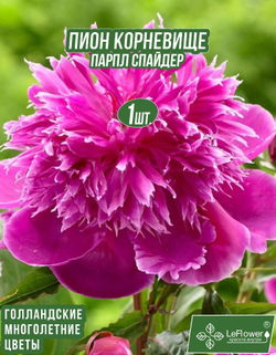 Пион Корневище, Парпл Спайдер, 1шт