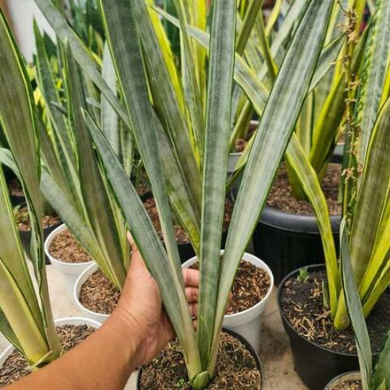 Сансевиерия GOLDEN STREET s.L