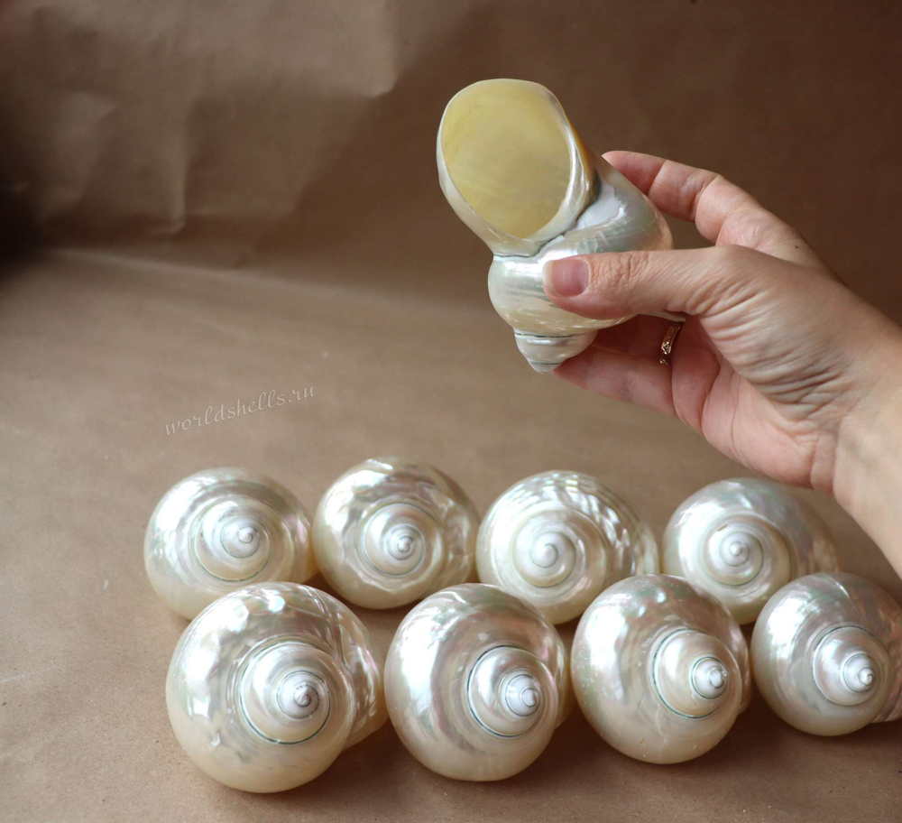 Морская ракушка Турбо Перламуровая