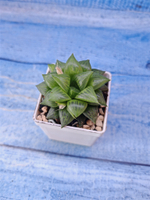 Haworthia Turgida (Хавортия)