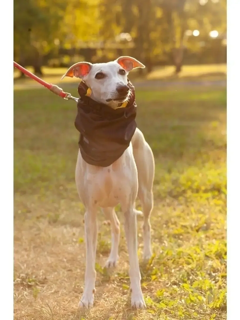 Снуды для собак непромокаемый шапка шарф для животных