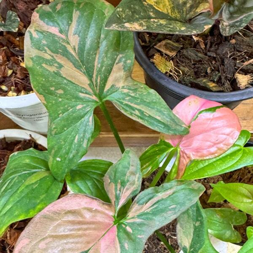 Сингониум PINK SPLASH FAT LEAVES