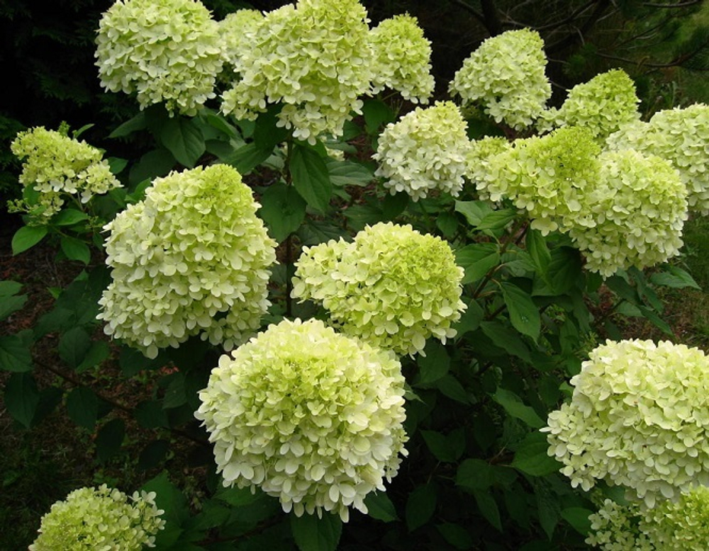 Гортензия метельчатая Лаймлайт "Limelight"