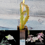 Schlumbergera Thor Wild Cactus White (Декабрист)