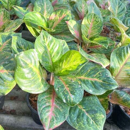 Аглаонема SAB NAREE GREEN