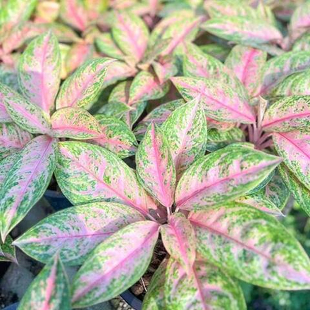 Аглаонема PERM POON SAB