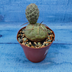Tephrocactus Geometricus (Тефрокактус)