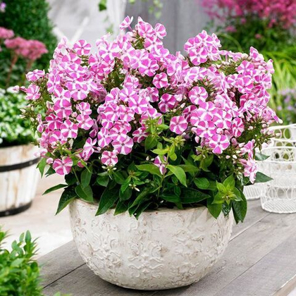 Флокс метельчатый Бамбини Кэнди Краш