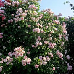 Бийе Ду (Billet Doux)