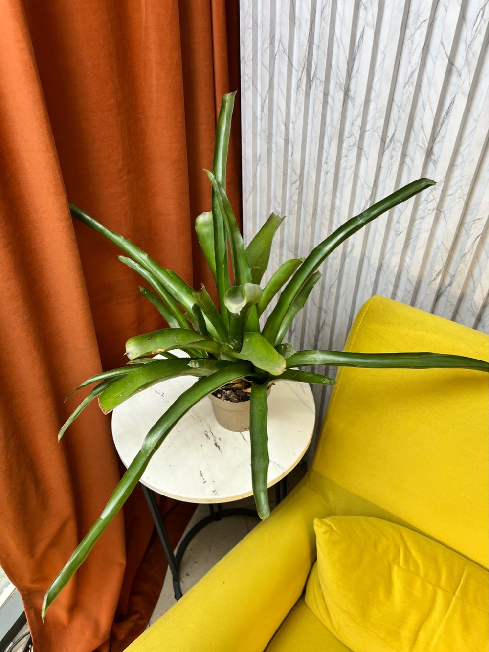 Бромелия, D11см Н30см, 1шт, Urban Jungle (7143)