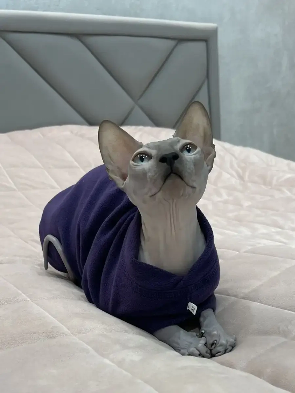 Одежда свитер для сфинксов кошек