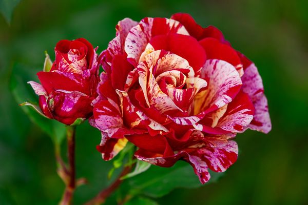 Розы: чарующие гибриды