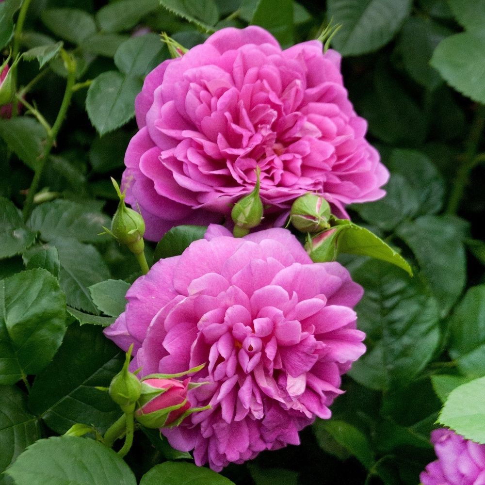 Принцесса Анна (Princess Anne)