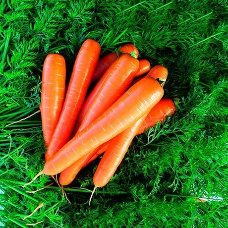 Семена моркови Брилианс F1, Nunhems, 0,5 гр.