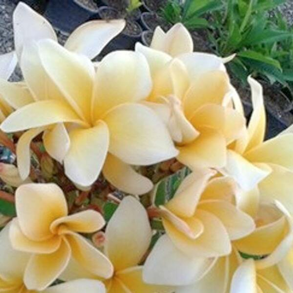 Плюмерия THAILAND