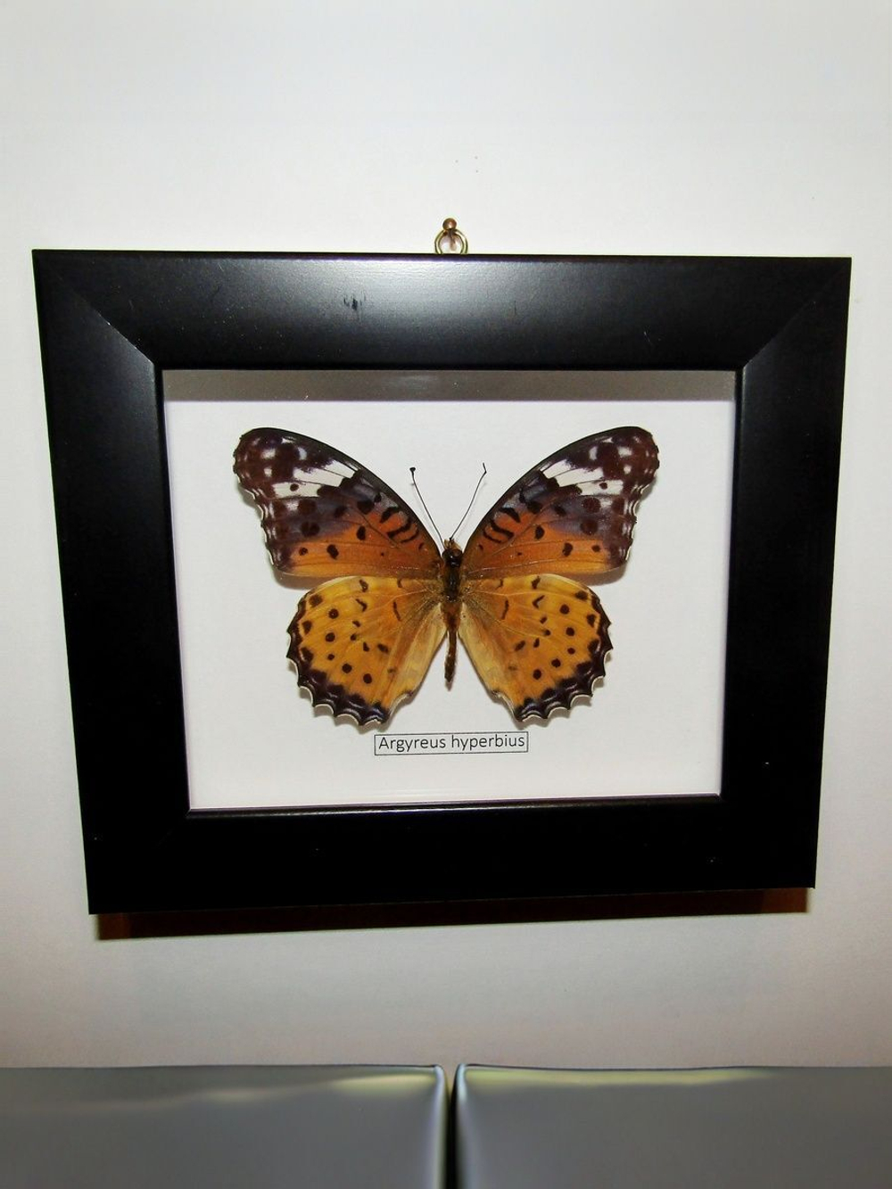 Бабочка Argyreus hyperbius в рамке