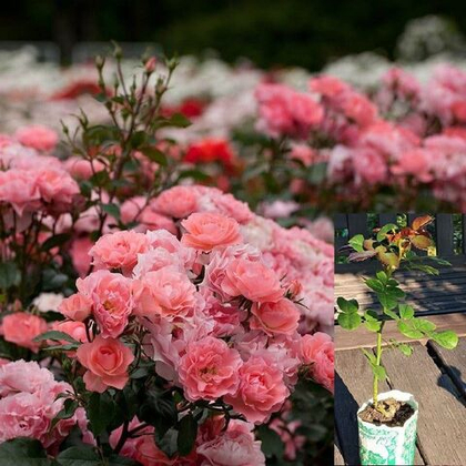 Роза Жардин де Франс флорибунда, саженец с ЗКС.