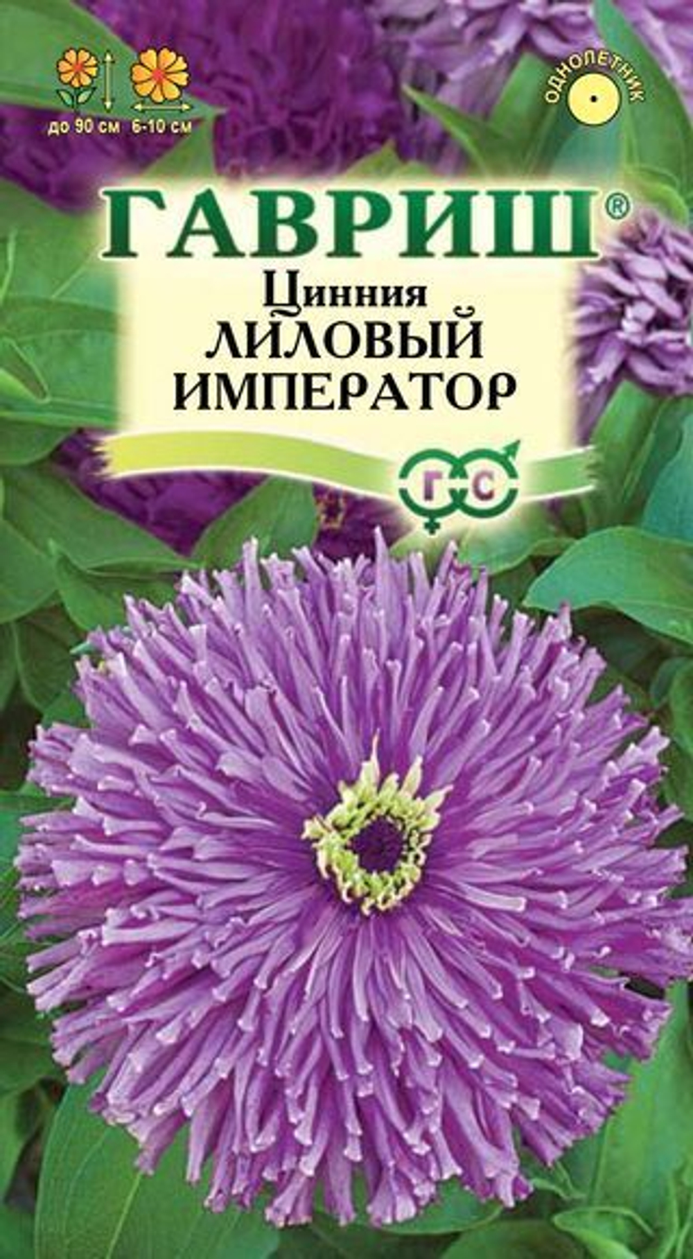 Циния Лиловый император изящная Гавриш