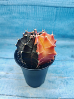 Gymnocalycium Variegata (Гимнокалициум Вариегатный)