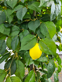 Дерево Лимон 280см в кашпо