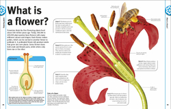 Trees, Leaves, Flowers and Seeds: A visual encyclopedia of the plant kingdom
