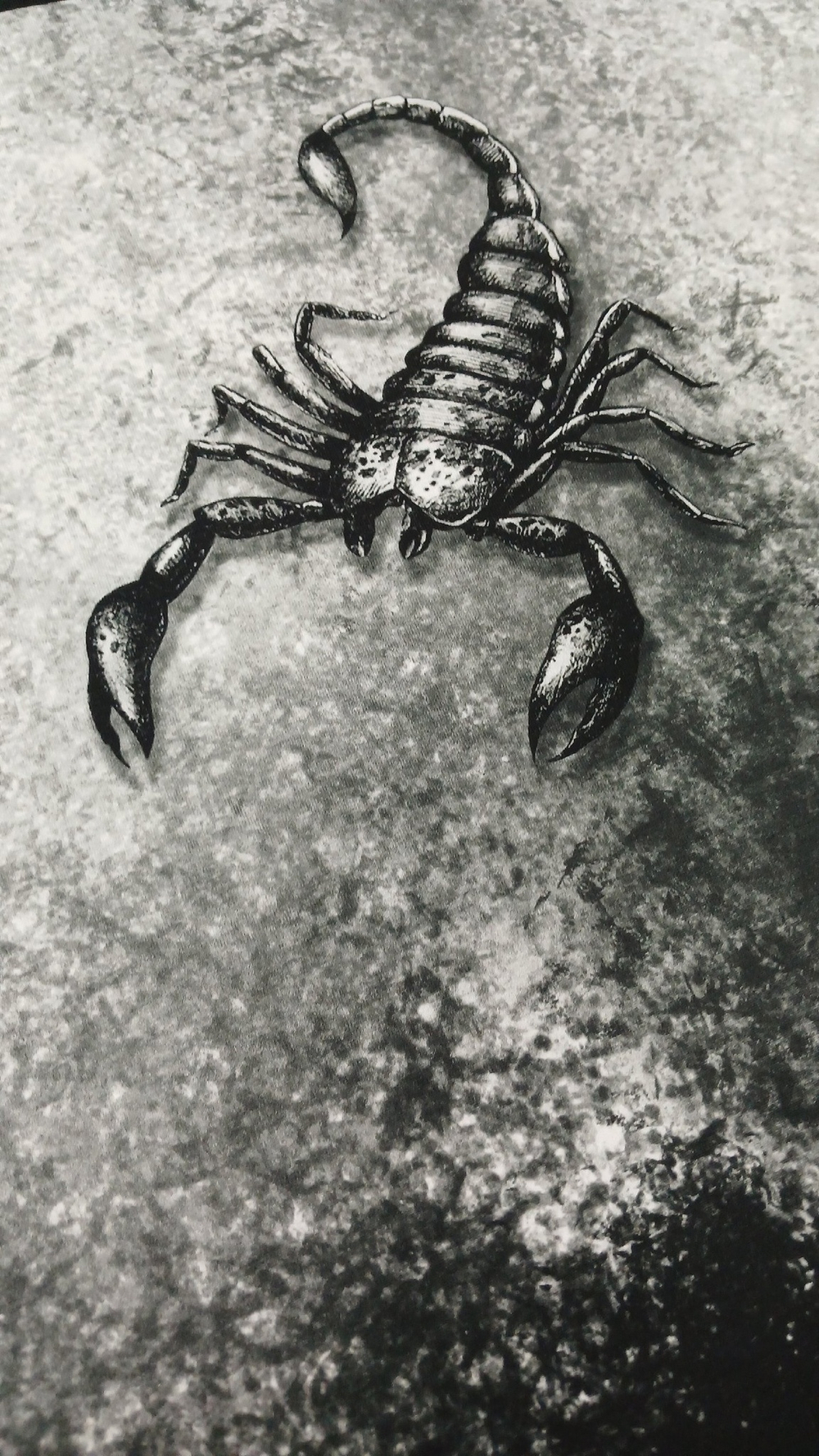 Кулир (купон). Скорпион