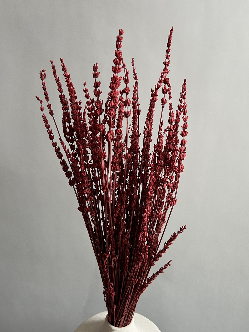 Лаванда стабилизированная красная