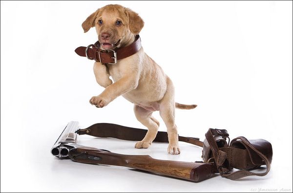 Чесапик-беи ретривер