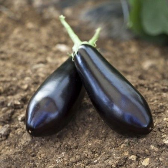 Шарапова F1 семена баклажана (Rijk Zwaan / Райк Цваан) плод – фото 2