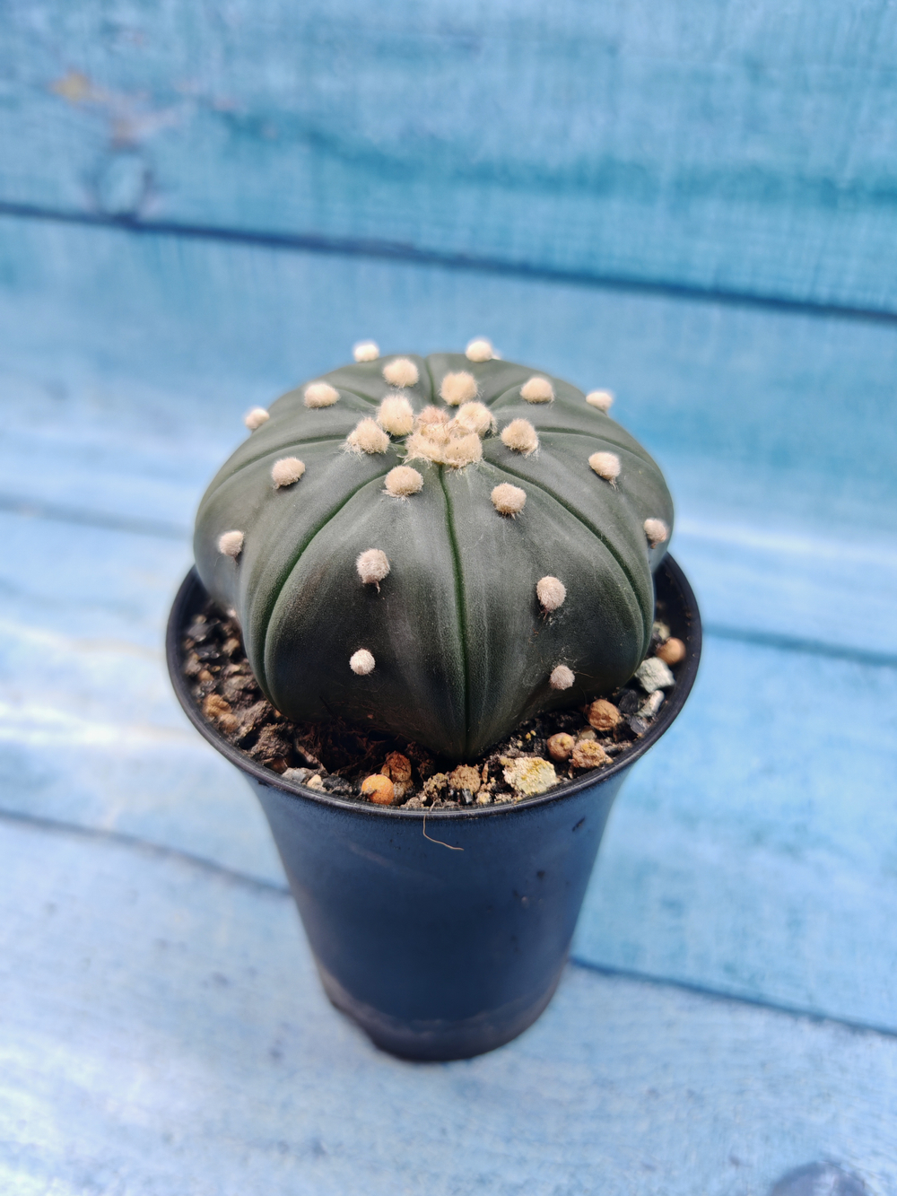 Astrophytum Asterias (Астрофитум)