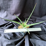 Сансевиерия ANGEL WING WHITE VAR