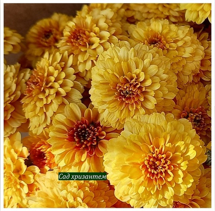 Хризантема мультифлора Tocca orange м.11 /поставка весна 2026г/