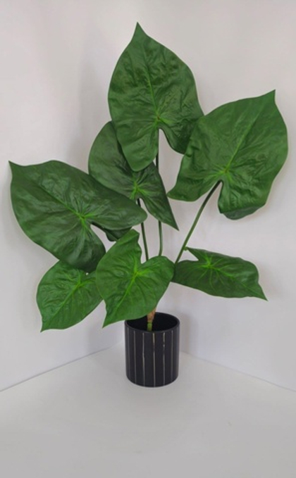 Антуриум крупный / Арт 6251