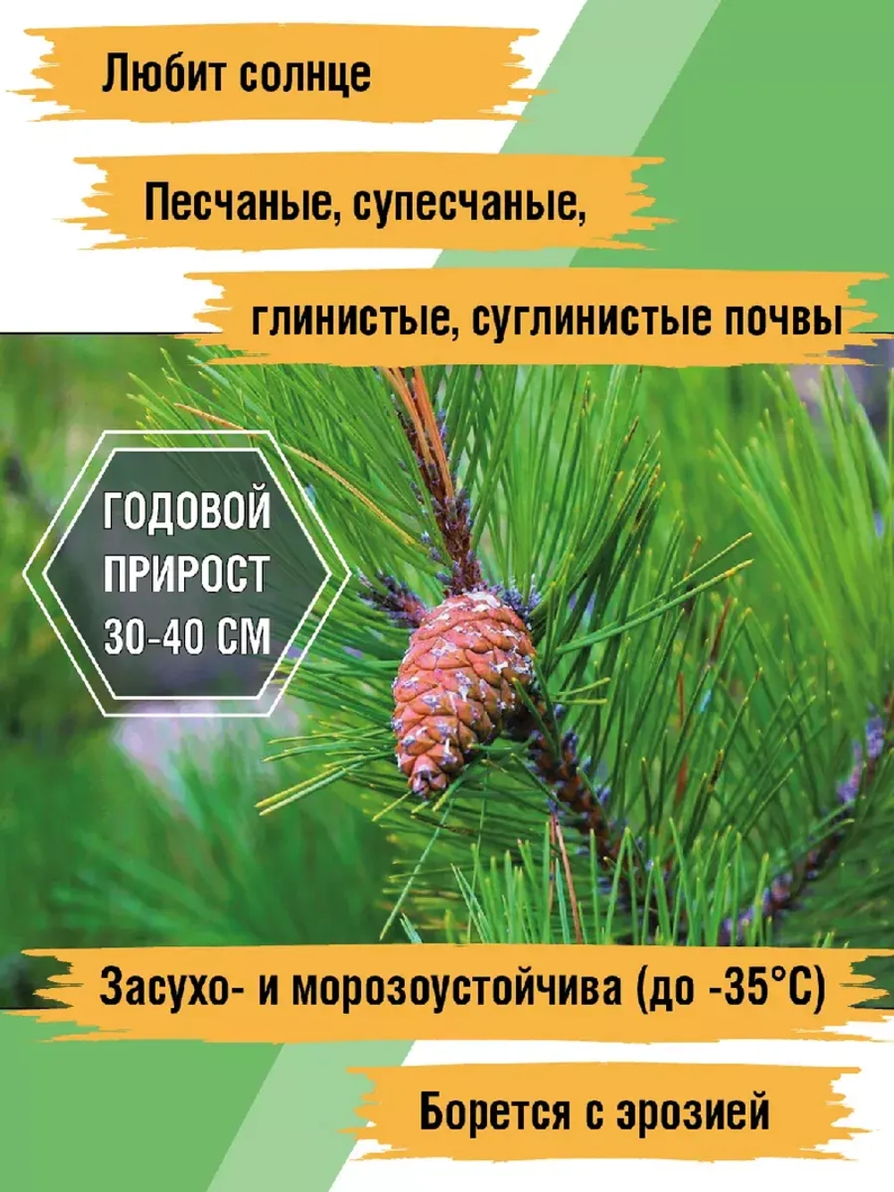 Сосна обыкновенная рассада и саженцы хвойных деревьев