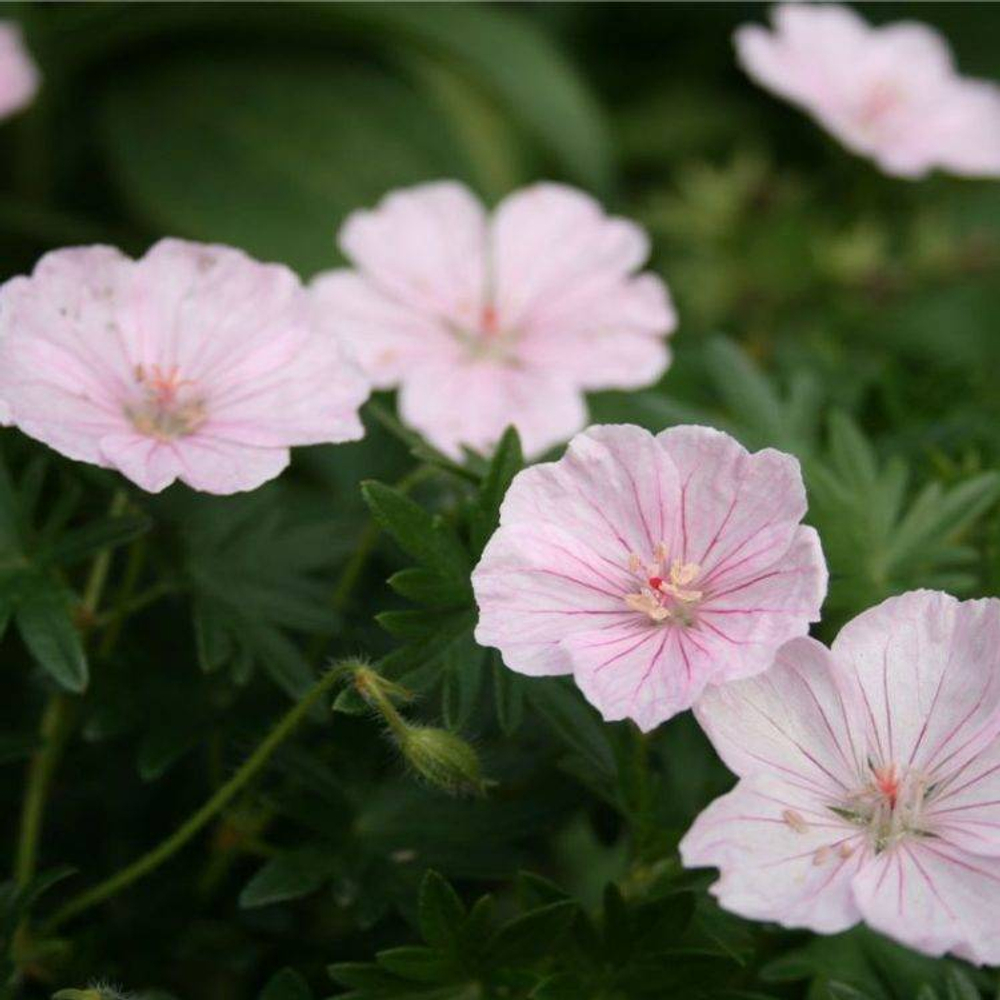 Герань кроваво-красная "Apfelblûte". Geranium sanguineum "Apfelblûte".