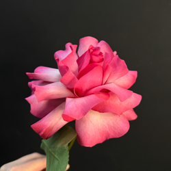 Роза Французская ярко-розовая / 1 шт