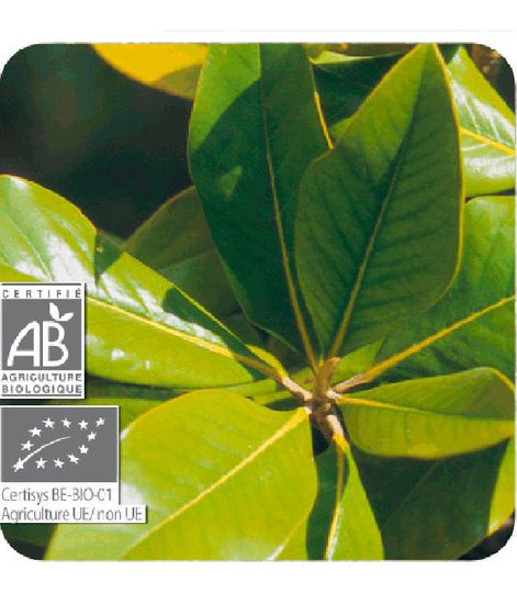 Петитгрейн горького апельсина, натуральное эфирное масло БИО, Pranarom