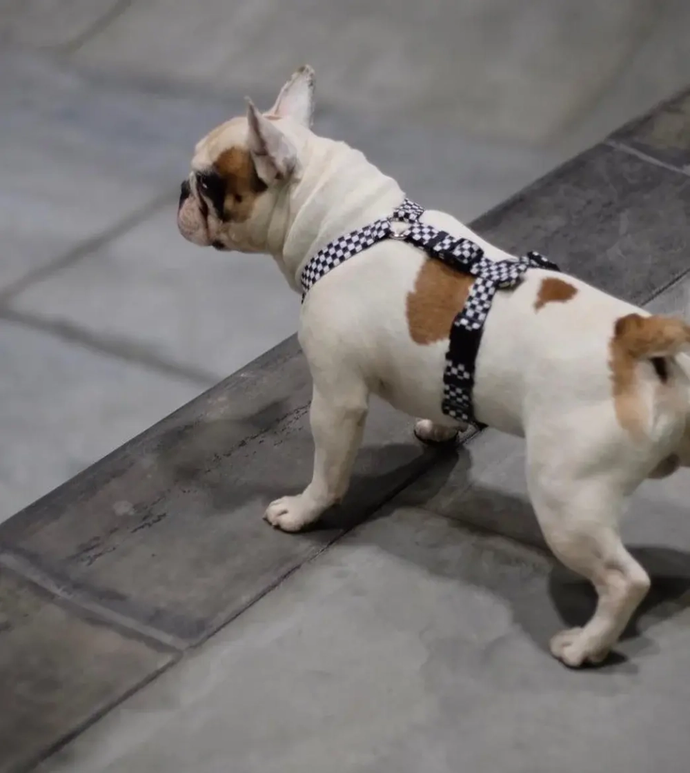 Шлейка Калифорнийский олдскул, наличие