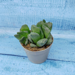 Haworthia Truncata hybride (Хавортия)