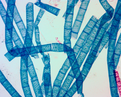 Видеоокуляр ToupCam UCMOS14000KPA