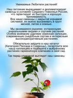 Малина Соколица летняя высокоурожайная