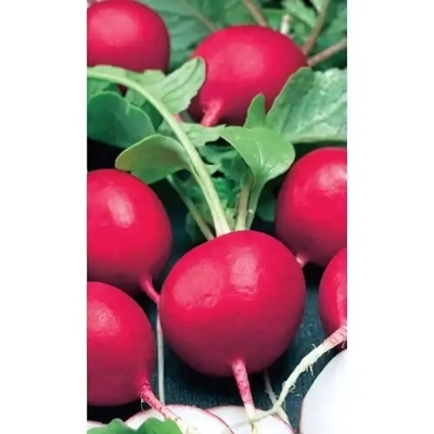 Семена Редис Чемпион (УД) Е/П