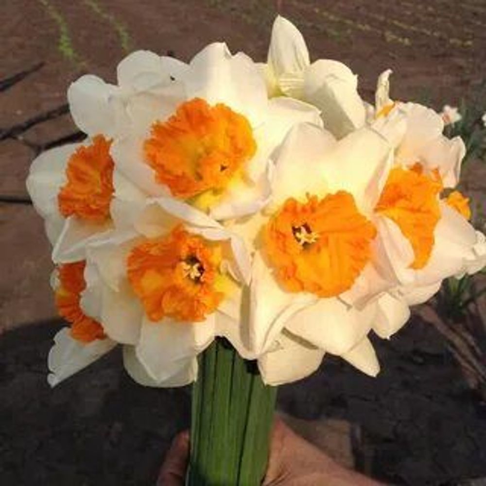 Нарцисс Джентл Джайант Закупка М79 сентябрь 2026